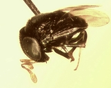 Aenasius sp.