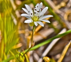 Stellaria longipes