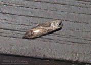 Acorn Piercer Moth