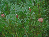 Protea caffra