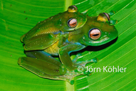 Boophis asquithi