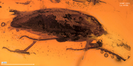 Agriotes succiniferus
