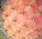 Echinopsis strigosa