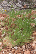 Fine-leaved Fumitory