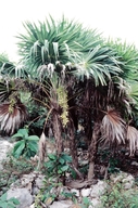 Florida Silver Palm