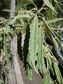 Lithocarpus attenuatus
