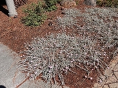 Lessingia filaginifolia