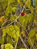 Malvaviscus arboreus