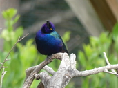 Lamprotornis purpureus