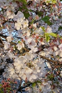 Prunus speciosa