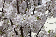 Prunus speciosa