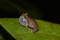 Puerto Rican Whistling Frog