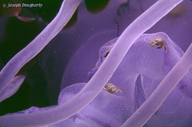 Purple-striped Jellyfish