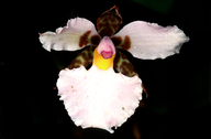 Lemboglossum rossii