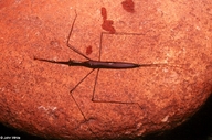 Brown Water Scorpion