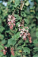 Ribes malvaceum var. malvaceum