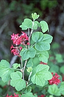 Ribes sanguineum var. sanguineum