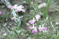 Collinsia bartsiifolia var. davidsonii