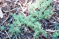 Galium ambiguum ssp. ambiguum
