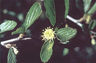 Cercocarpus betuloides var. betuloides