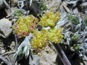 Lomatium foeniculaceum ssp. fimbriatum