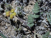 Fennel-leaved Lomatium