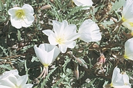 Oenothera deltoides ssp. deltoides