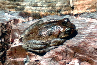 Pine Woods Treefrog