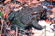 Dwarf American Toad