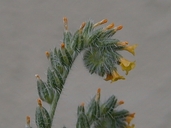 Small-Flowered Fiddleneck