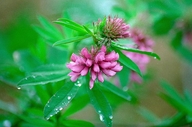 Trifolium lupinaster ssp. pacificum