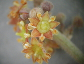 Ziziphus obtusifolia var. canescens