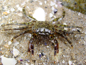 Marble Shore Crab