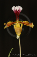 Paphiopedilum villosum