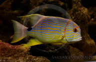 Blue-lined Seabream