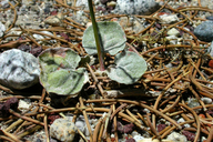 Eriogonum deflexum var. baratum