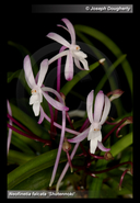 Shutennoki Fu-Ran Orchid