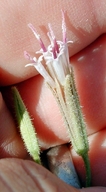 Palafoxia arida ssp. arida