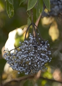 Mexican Elderberry