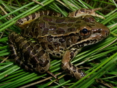 Rana yavapaiensis