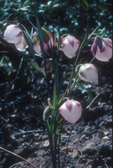 Calochortus albus var. roseus