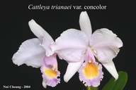 Cattleya trianaei