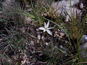 Late-flowering Narcissus