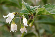 Solanum nigrum ssp. nigrum
