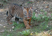 Panthera tigris sumatrae