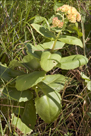 Hylotelephium telephium ssp. maximum