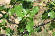 Quercus X morehus
