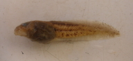 Odontophrynus americanus