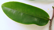 Xylopia laevigata