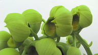 Catasetum luridum